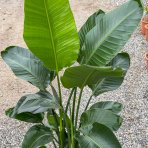 Strelícia Nikolaj (Strelitzia Nicolai) - výška 140-160 cm, kont. C25L